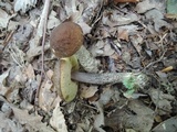 Leccinellum quercophilum image