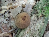 Boletellus chrysenteroides image