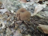 Boletellus chrysenteroides image