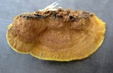 Phellinus gilvus image