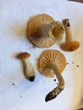Cuphophyllus pratensis image