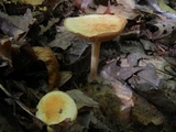 Marasmius strictipes image