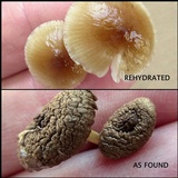 Mycena inclinata image