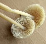 Mycena inclinata image