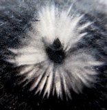 Mycena inclinata image