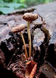 Mycena inclinata image