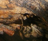 Cordyceps stylophora image