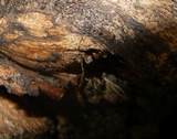 Cordyceps stylophora image