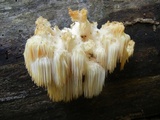 Hericium americanum image