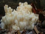 Hericium americanum image