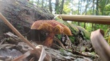 Suillus spraguei image