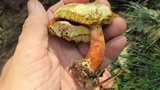Suillus spraguei image
