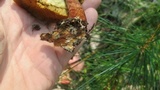 Suillus spraguei image