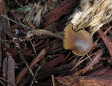 Callistosporium luteo-olivaceum image