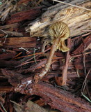 Callistosporium luteo-olivaceum image