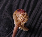 Callistosporium luteo-olivaceum image