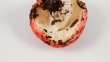 Russula silvicola image