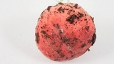 Russula silvicola image