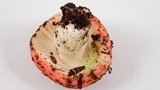 Russula silvicola image