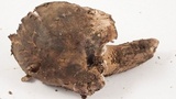 Sarcodon rimosus image