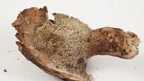 Sarcodon rimosus image