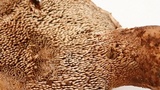 Sarcodon rimosus image