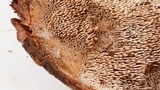 Sarcodon rimosus image