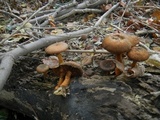 Gymnopilus luteus image