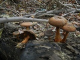 Gymnopilus luteus image