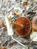 Gymnopilus luteus image