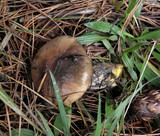 Gomphidius oregonensis image