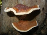Ganoderma sessile image
