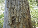 Ganoderma sessile image