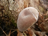 Auricularia angiospermarum image