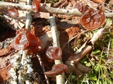 Exidia recisa image