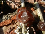 Exidia recisa image