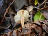 Baeospora myosura image