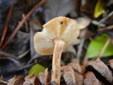Baeospora myosura image