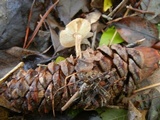 Baeospora myosura image