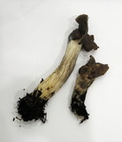 Helvella maculata image