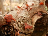 Dacryopinax elegans image