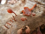Dacryopinax elegans image