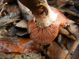 Armillaria gallica image