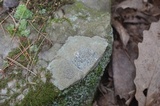 Porpidia albocaerulescens var. albocaerulescens image
