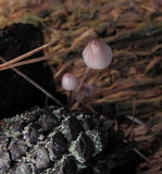 Mycena purpureofusca image