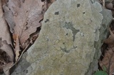 Porpidia albocaerulescens var. albocaerulescens image