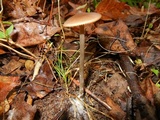 Entoloma hebes image