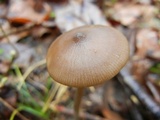 Entoloma hebes image
