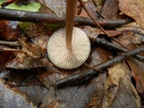 Entoloma hebes image