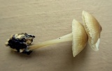 Mycena inclinata image
